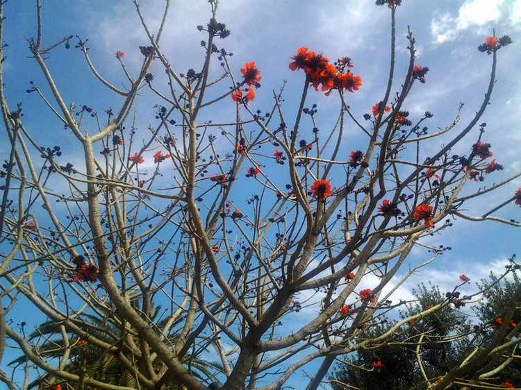 Erythrina caffra